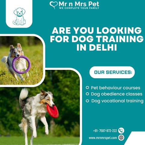 Professional Dog Training in Delhi